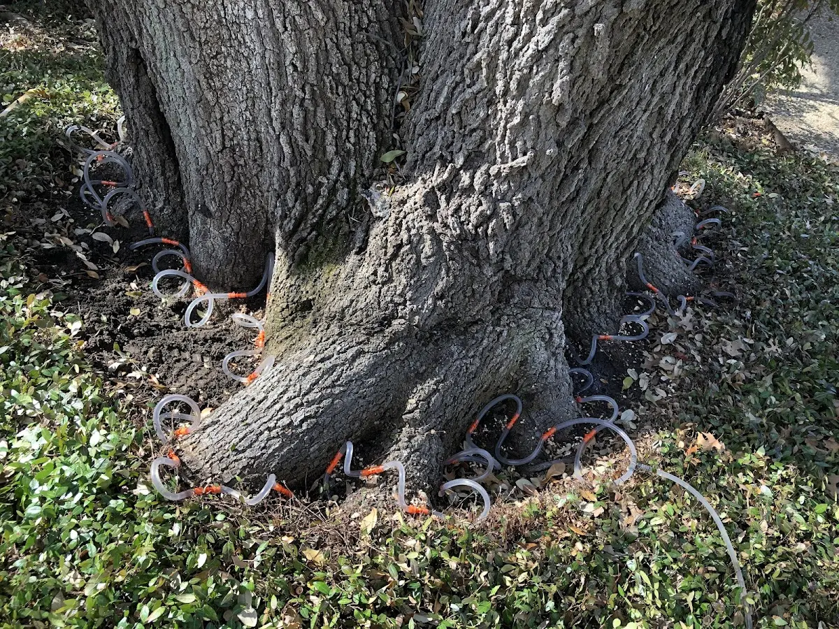 Detailed Tree Cabling and Bracing job site in Ashaway