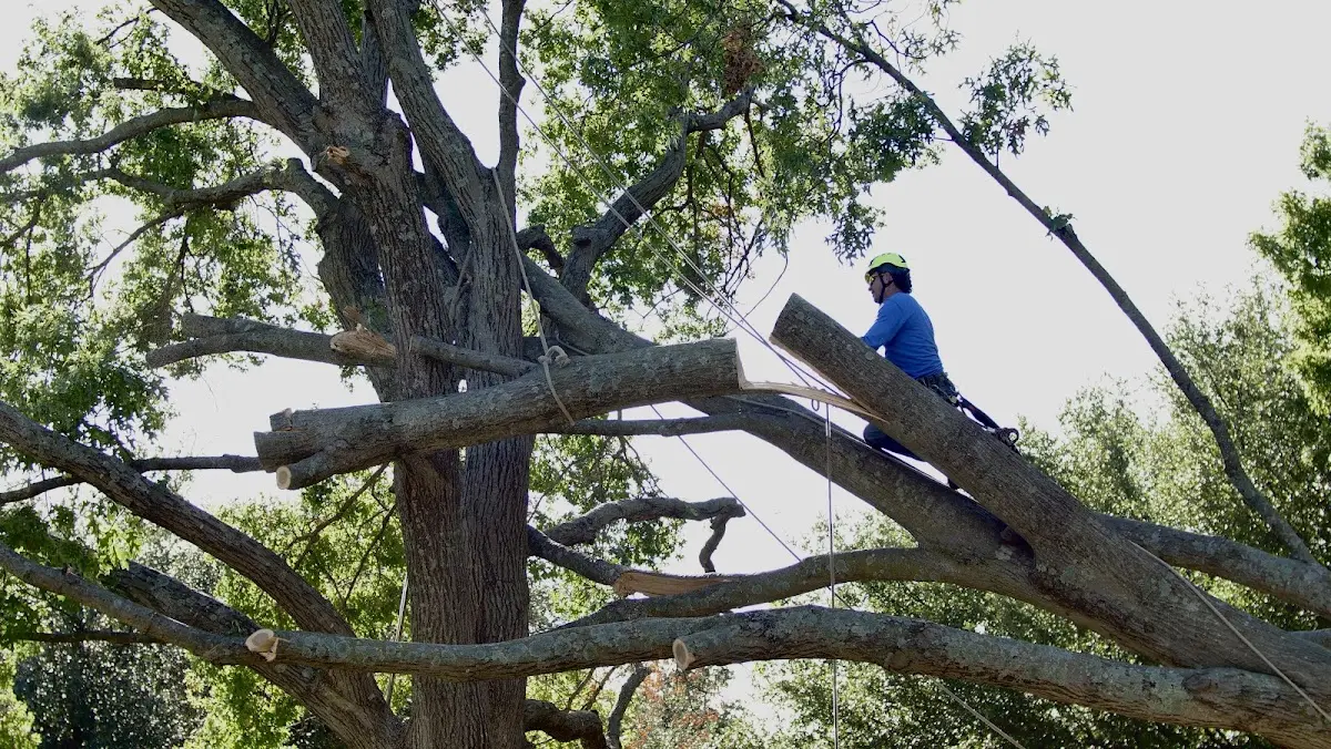Professional Hazardous Tree Removal performed by certified arborists in Ashaway