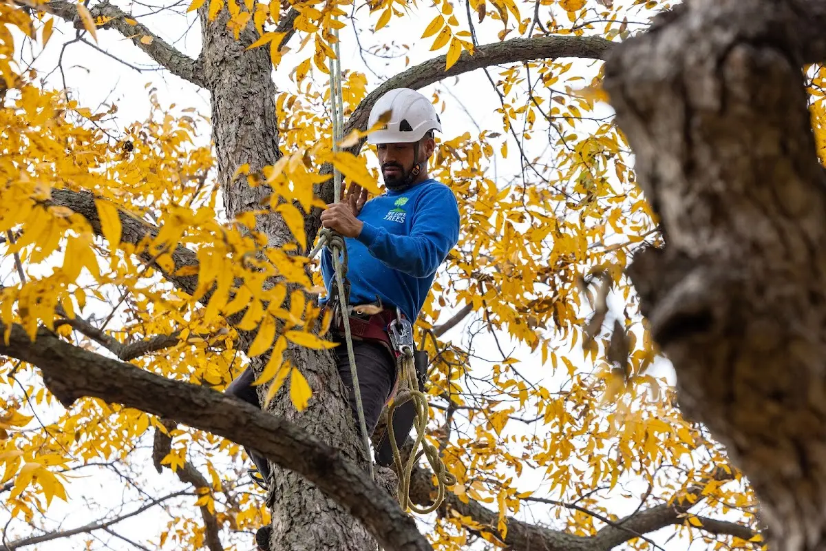 Skilled Tree Trimming crew working in Ashaway